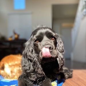 Meet your Posher, Genesis